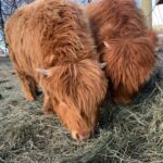 Heifers, Bulls & Calves for Sale