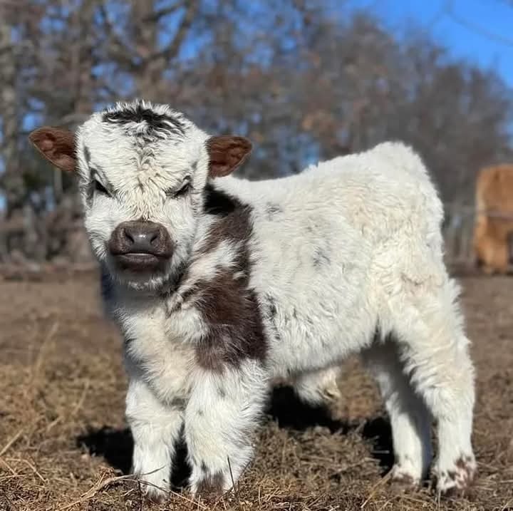 Mini Highland Cows for Sale USA