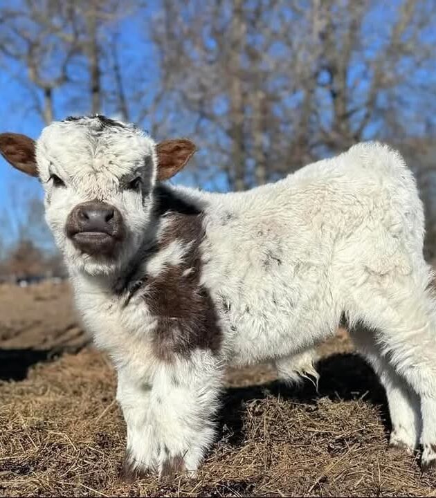 Affordable Calves Ready for New Homes