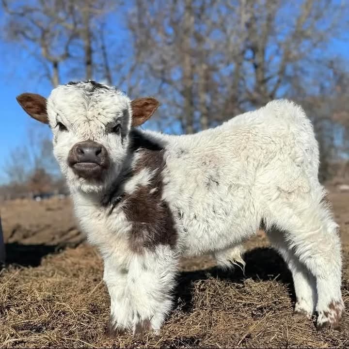 Affordable Calves Ready for New Homes