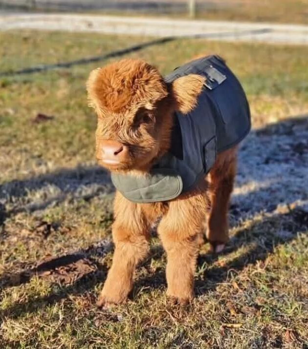 Sabrina Mini Highland Heifer