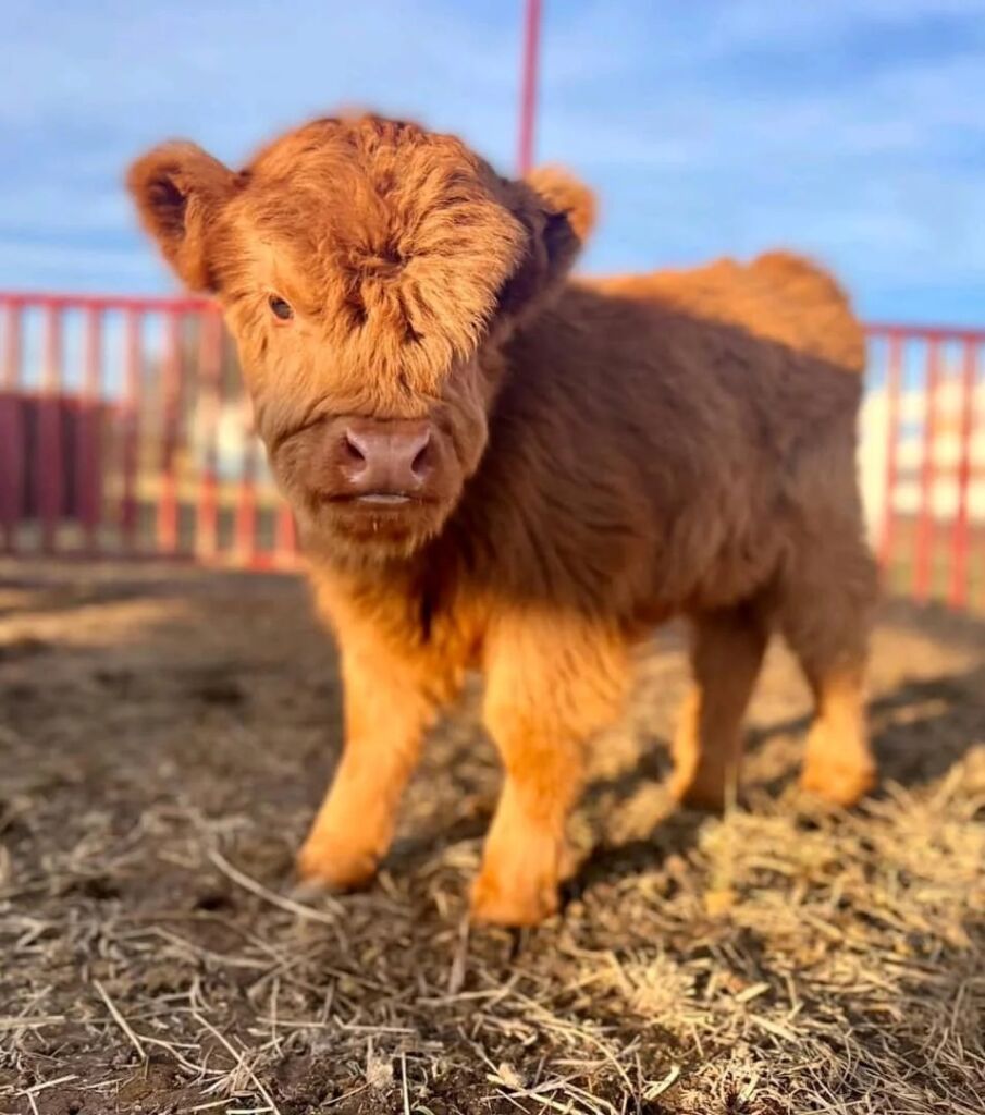 Affordable Mini Highland Cattles for sale