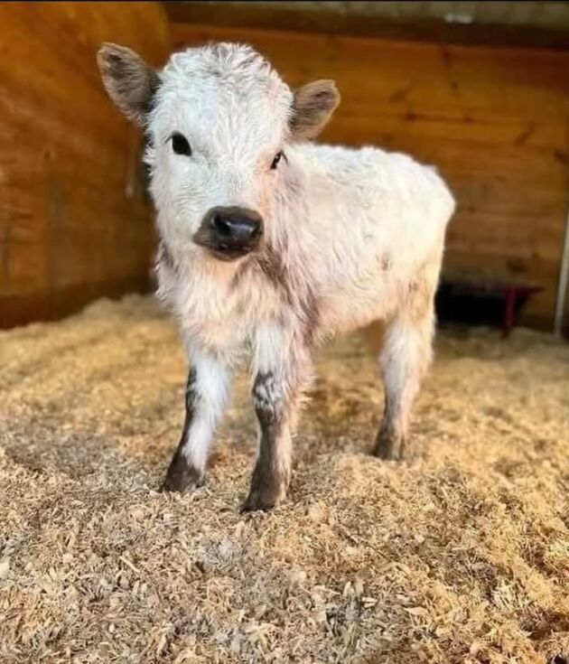 Affordable Calves Ready for Rehoming