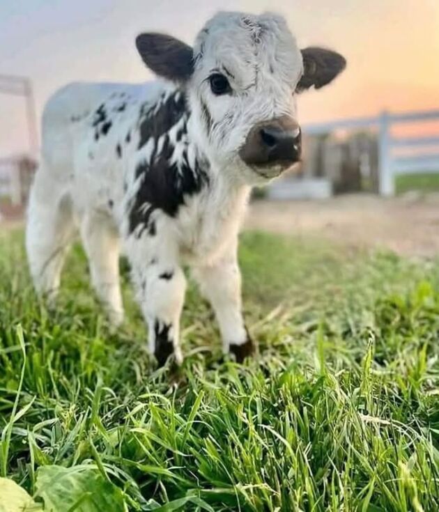 Mini Highland Bull Calf For Sale - Rocky