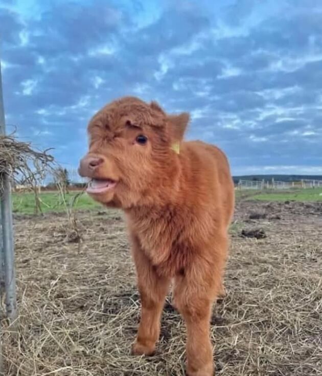 Mini Highland Cows for Sale Puerto Rico? We have Affordable Heifers & Bulls for Sale. minihighlandcattles122@gmail.com