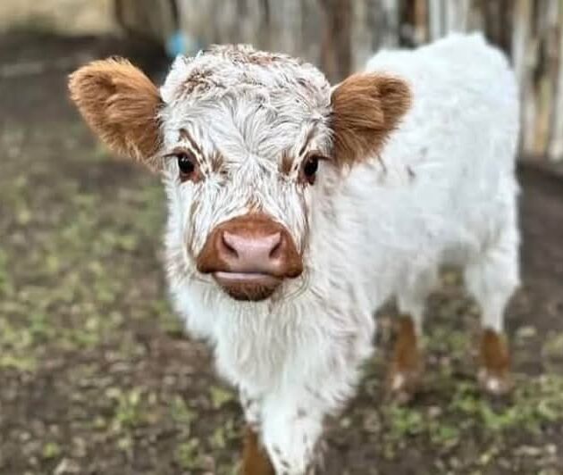 Mini Highland Cows for Sale Puerto Rico? We have Affordable Heifers & Bulls for Sale. minihighlandcattles122@gmail.com