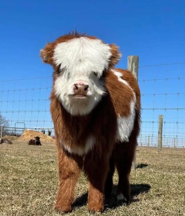 Affordable Calves Ready for New Homes