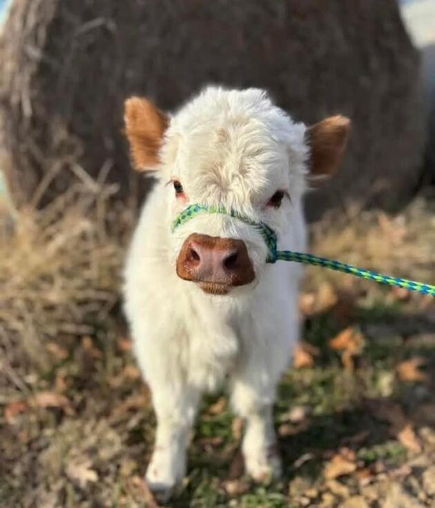 Affordable Calves Ready for Rehoming in Puerto Rico
