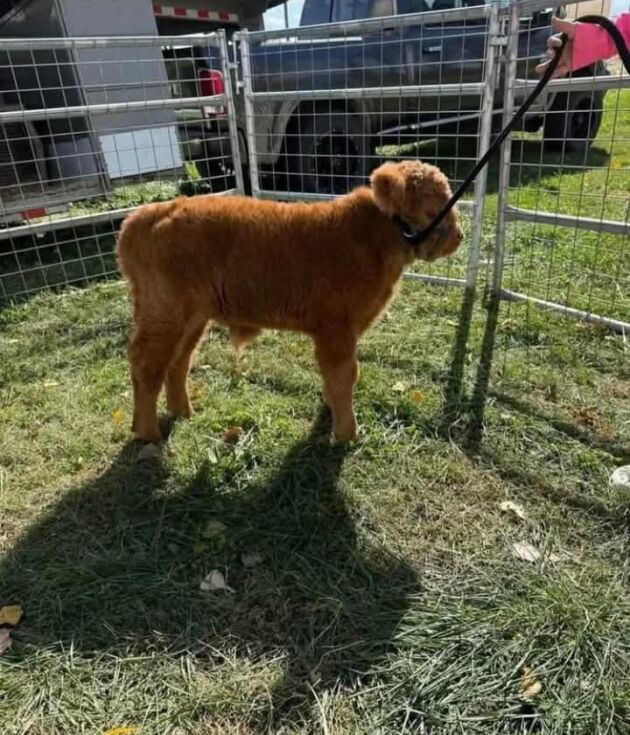 Heifers, Bulls & Calves for Sale