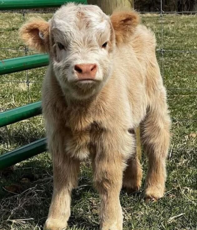 Mini Highland Cows for Sale Puerto Rico? We have Affordable Heifers & Bulls for Sale. minihighlandcattles122@gmail.com