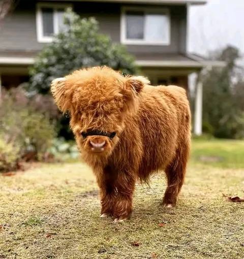 Affordable Mini Highland Cattles for sale