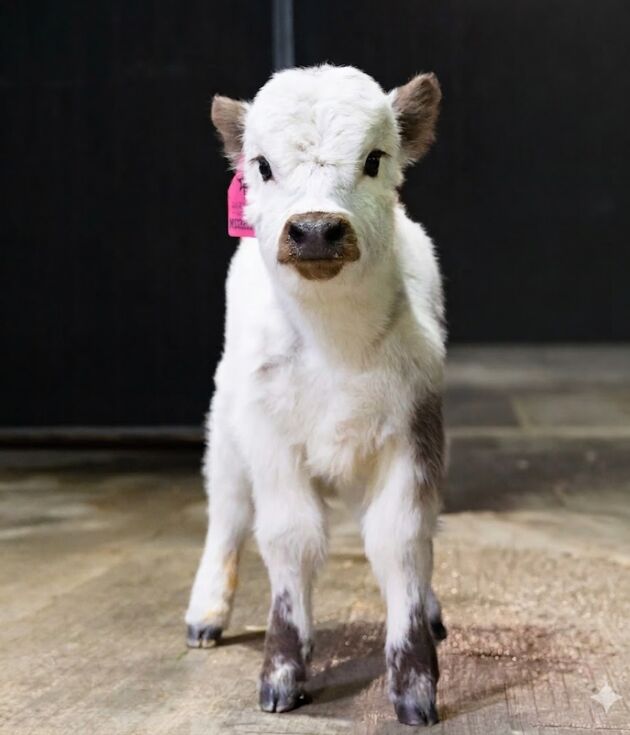 Mushroom – Micro/Mini High-Park Heifer