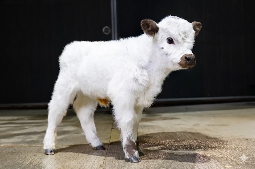 Mushroom – Micro/Mini High-Park Heifer - Image 3