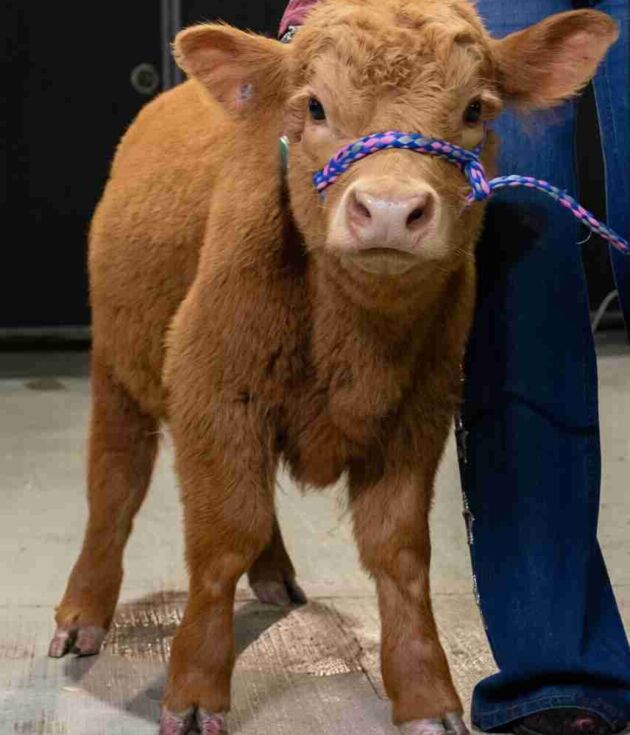 Mariana – Polled Mini/Mid Heifer