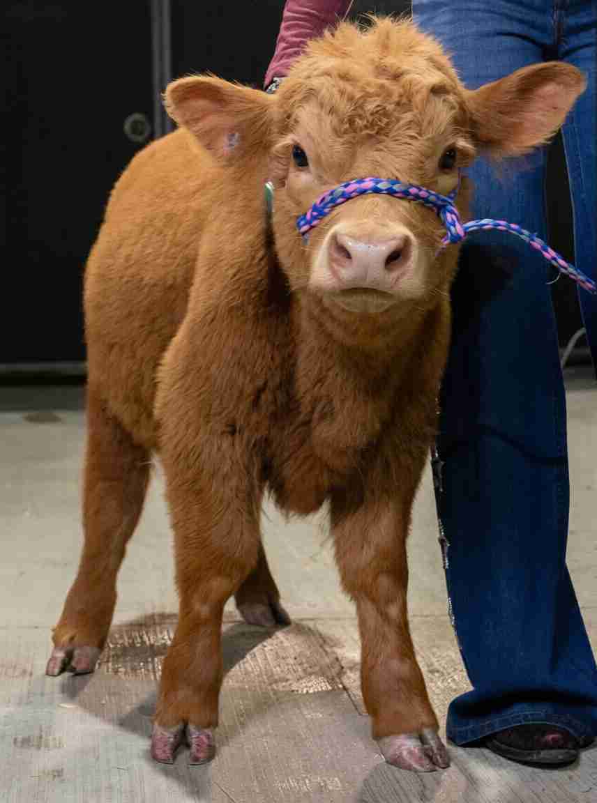 Mariana – Polled Mini/Mid Heifer
