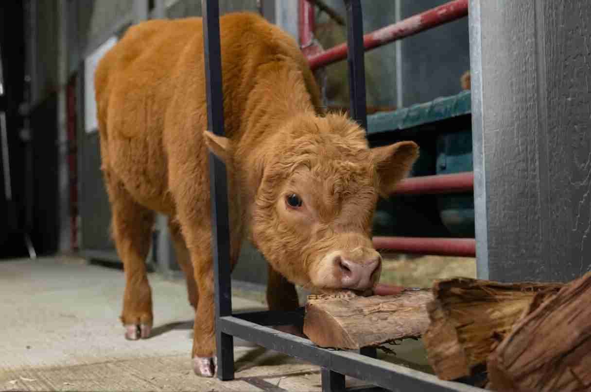 Mariana – Polled Mini/Mid Heifer - Image 2