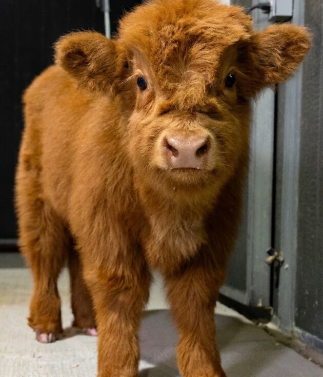 Chocolate – Mid-Size High Percentage Highland Bull/Steer