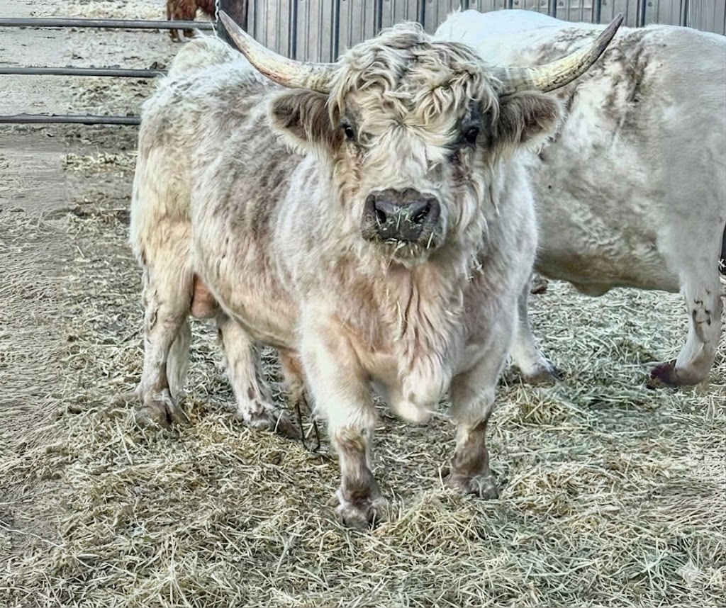 Mushroom – Micro/Mini High-Park Heifer - Image 6