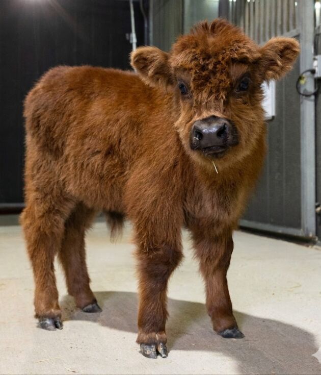 Beaufa – Mid Bull/Steer