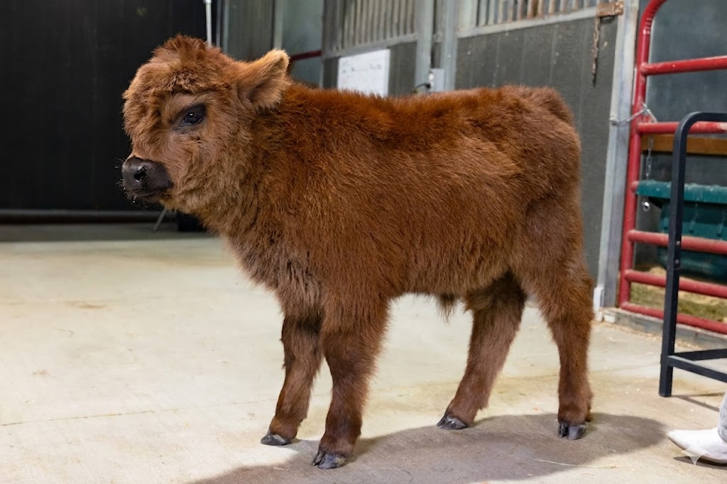 Beaufa – Mid Bull/Steer - Image 3