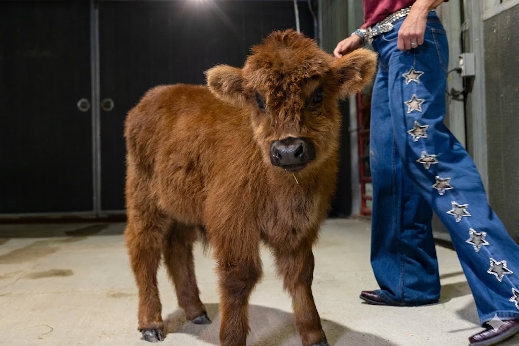 Beaufa – Mid Bull/Steer - Image 5