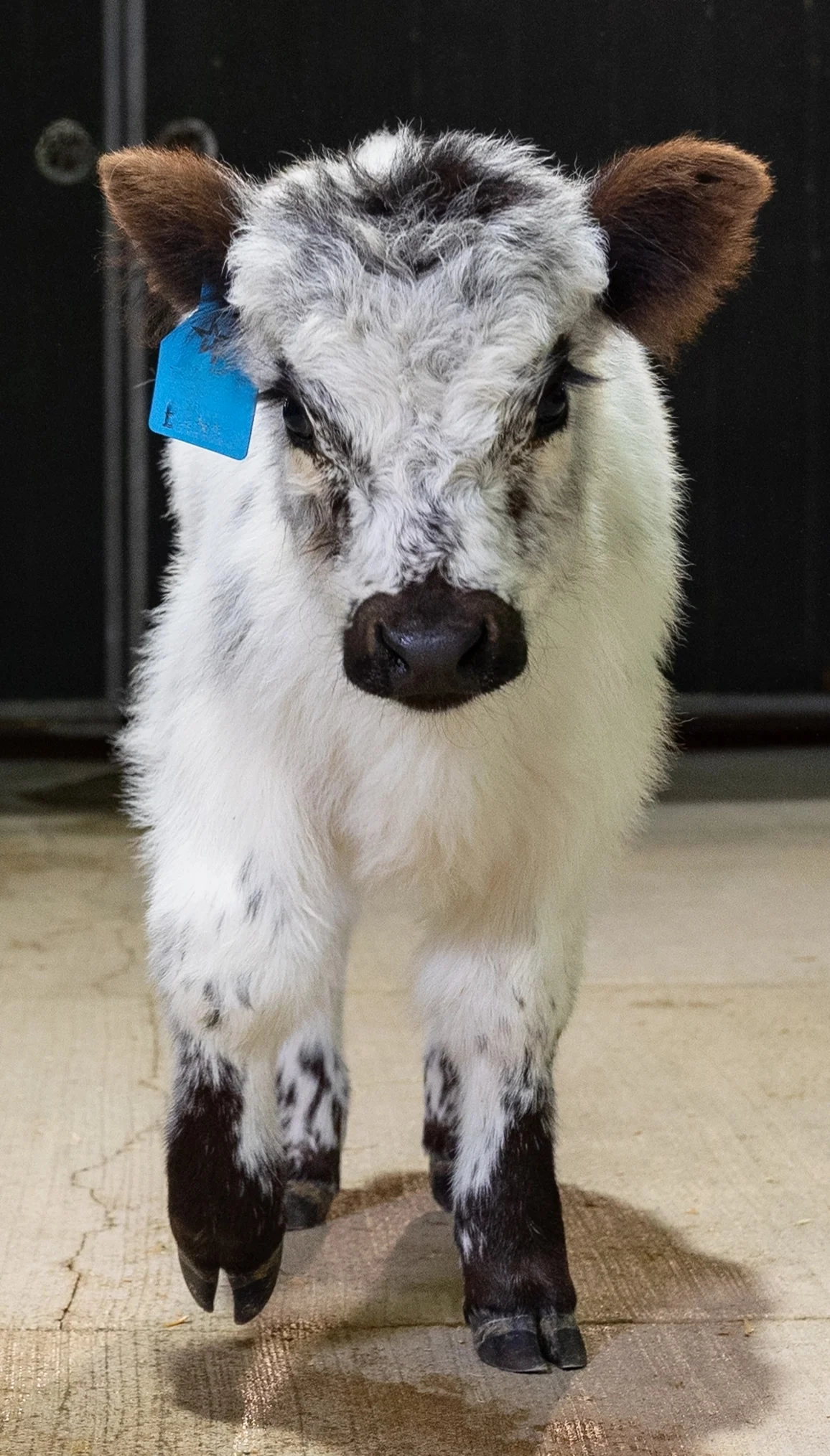 Bankie – Mid High-Park Bull/Steer - Image 2
