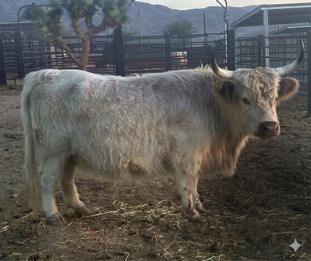 Beaufa – Mid Bull/Steer - Image 9