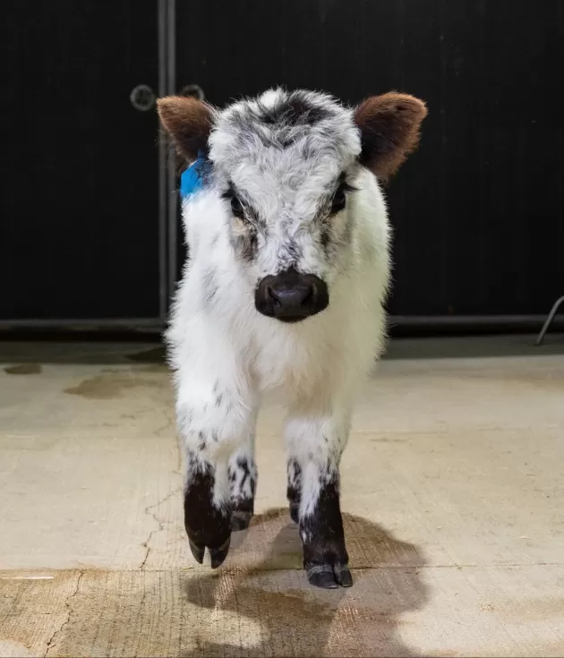 Bankie – Mid High-Park Bull/Steer