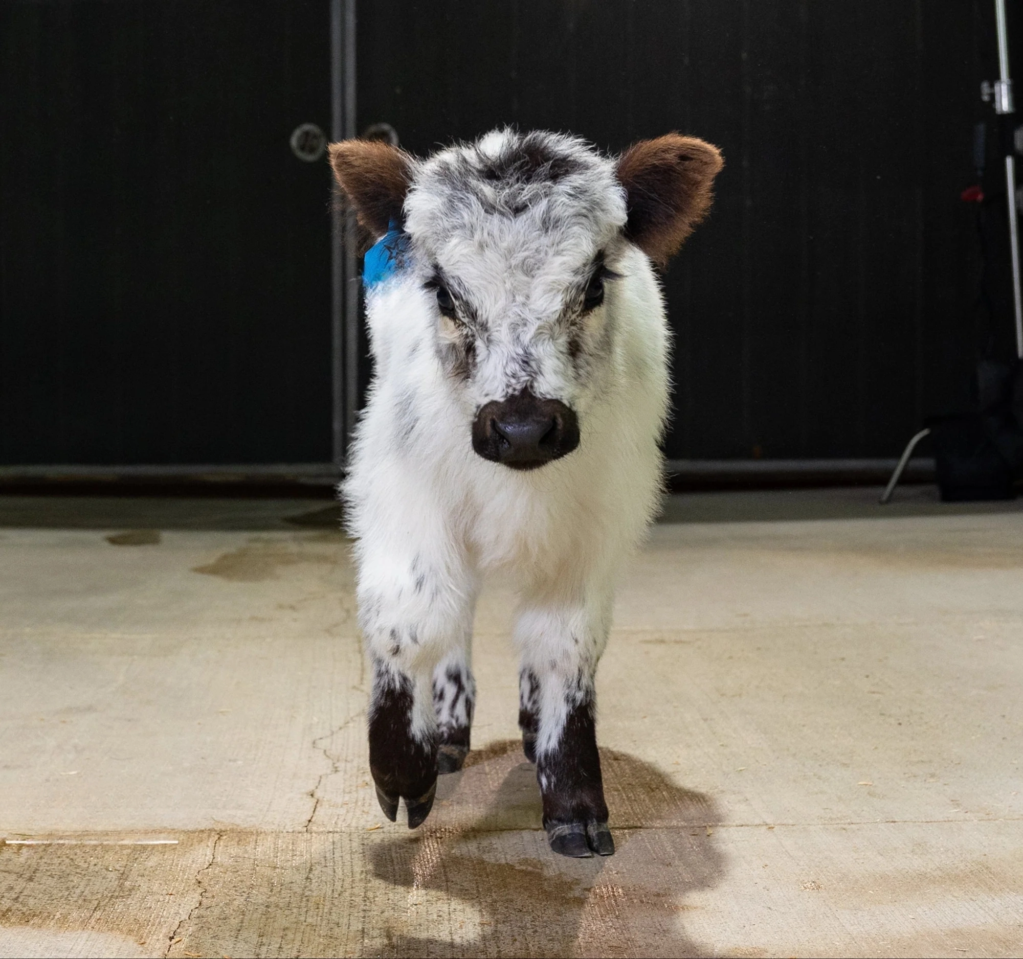 Bankie – Mid High-Park Bull/Steer