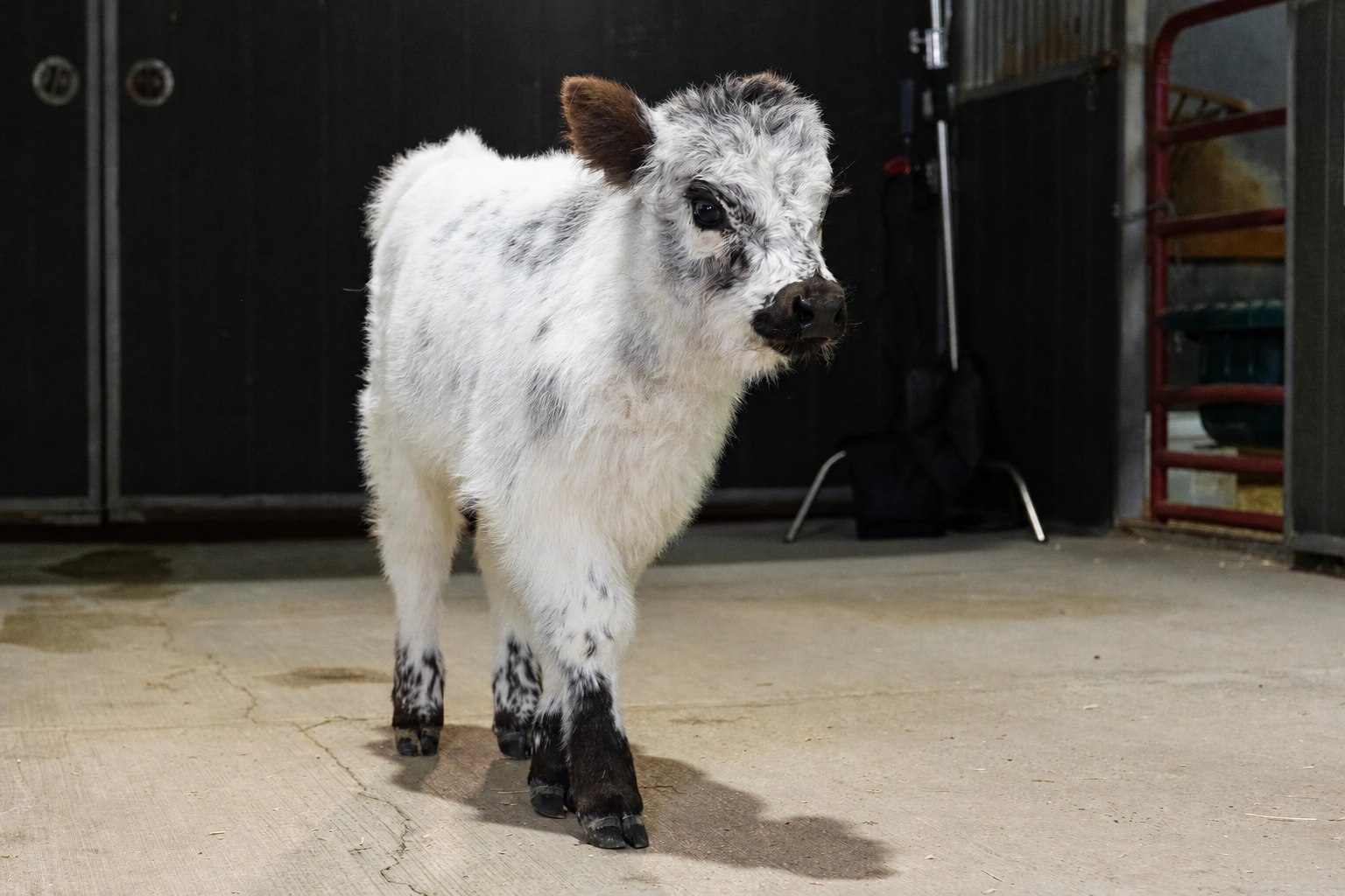 Bankie – Mid High-Park Bull/Steer - Image 4