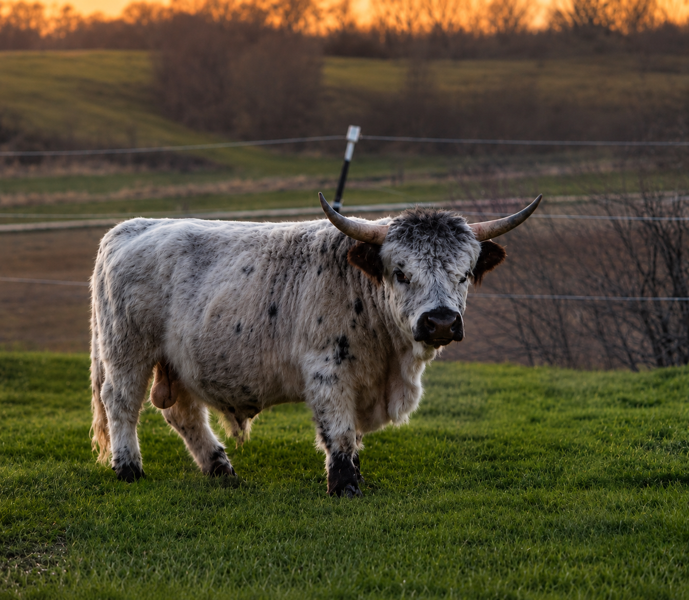 Bankie – Mid High-Park Bull/Steer - Image 6