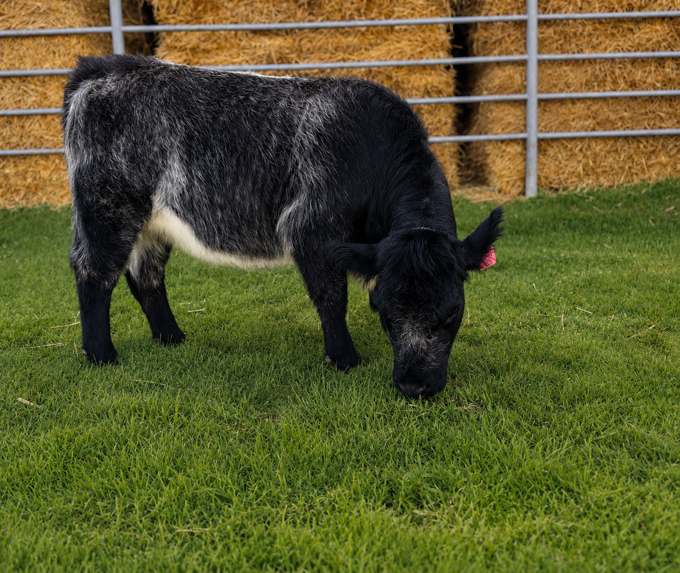 Pookie - Mini Jennet Donkey ($3,000) - Image 4