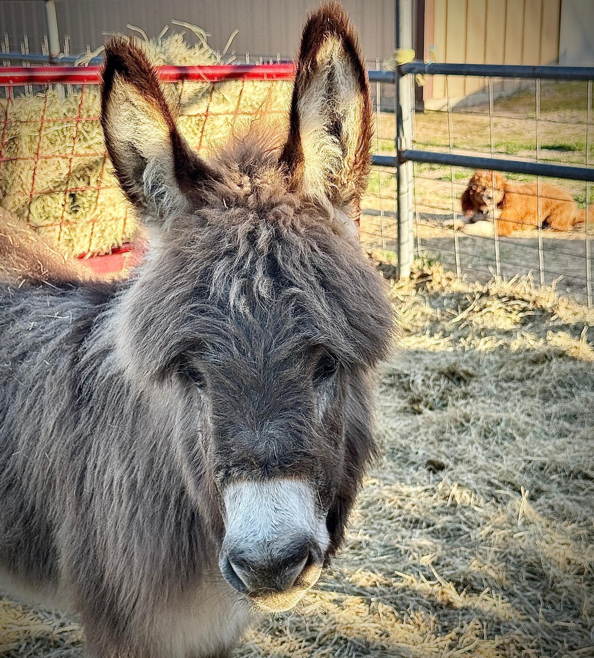 Pookie - Mini Jennet Donkey ($3,000) - Image 3