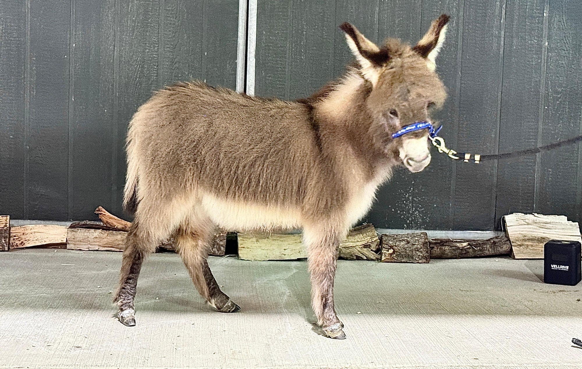 Pookie - Mini Jennet Donkey ($3,000) - Image 2