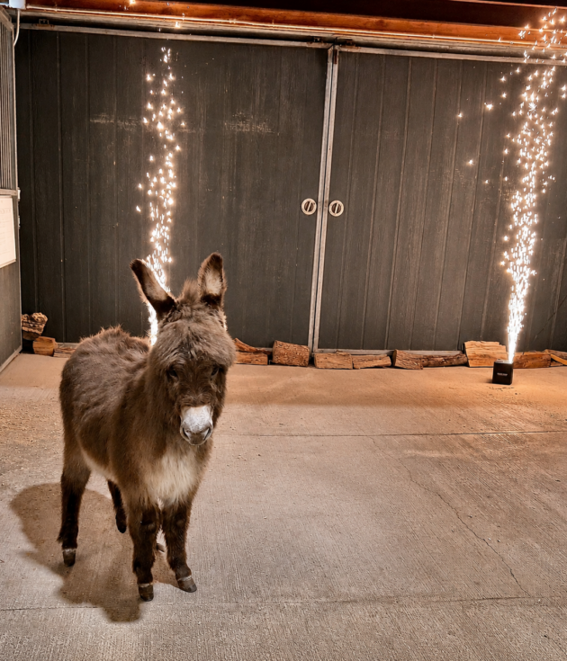 Pookie - Mini Jennet Donkey ($3,000)