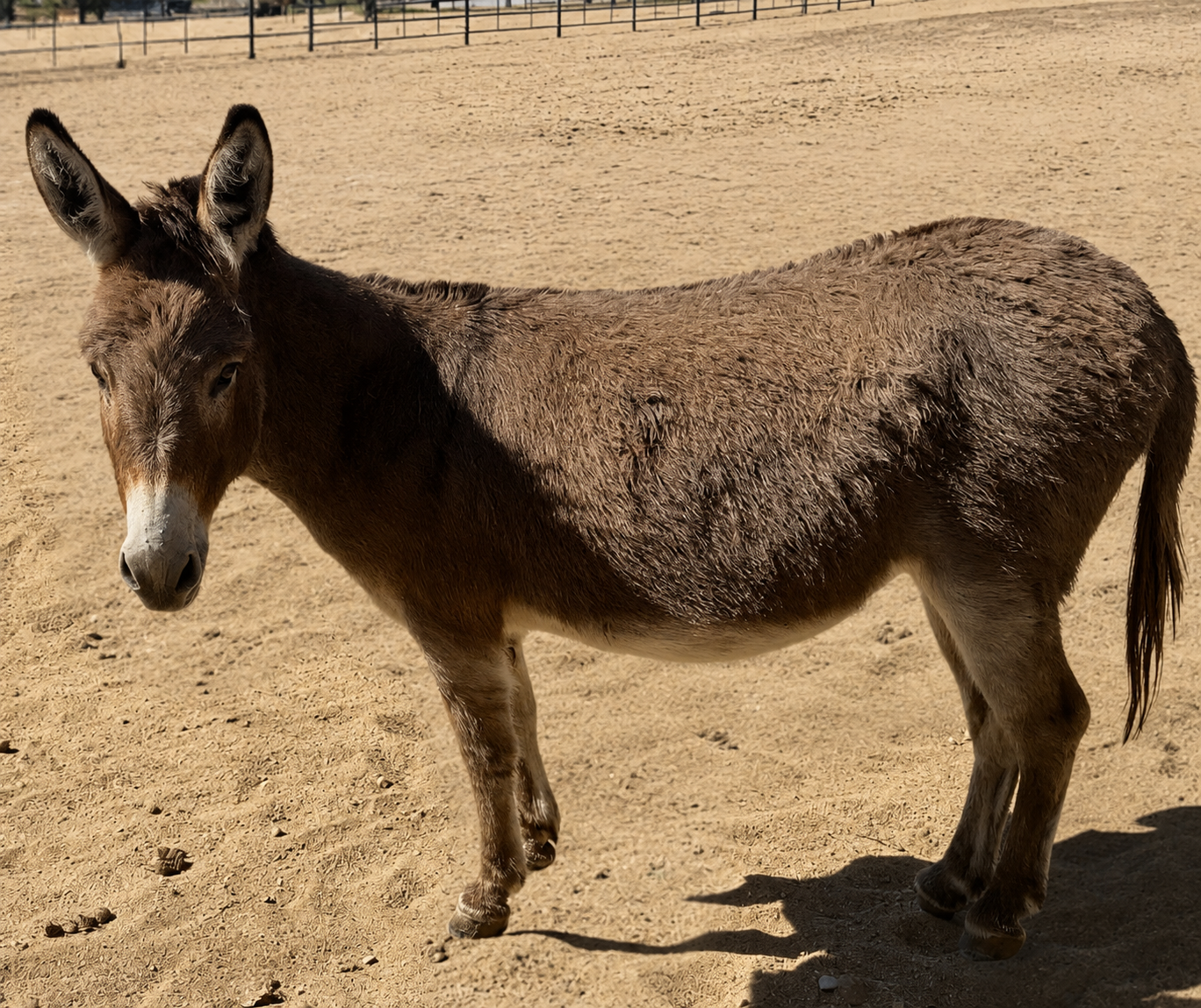 Pookie - Mini Jennet Donkey ($3,000) - Image 5