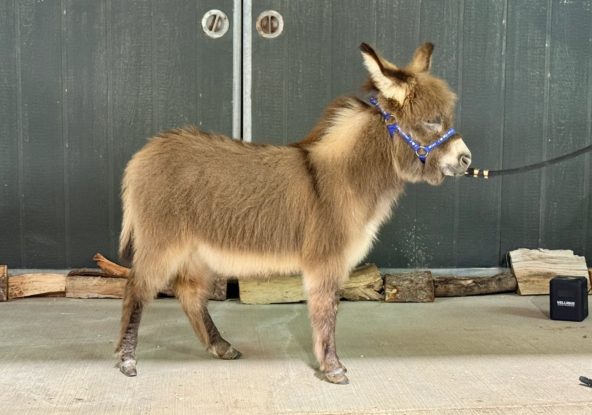 Pookie - Mini Jennet Donkey ($3,000) - Image 9