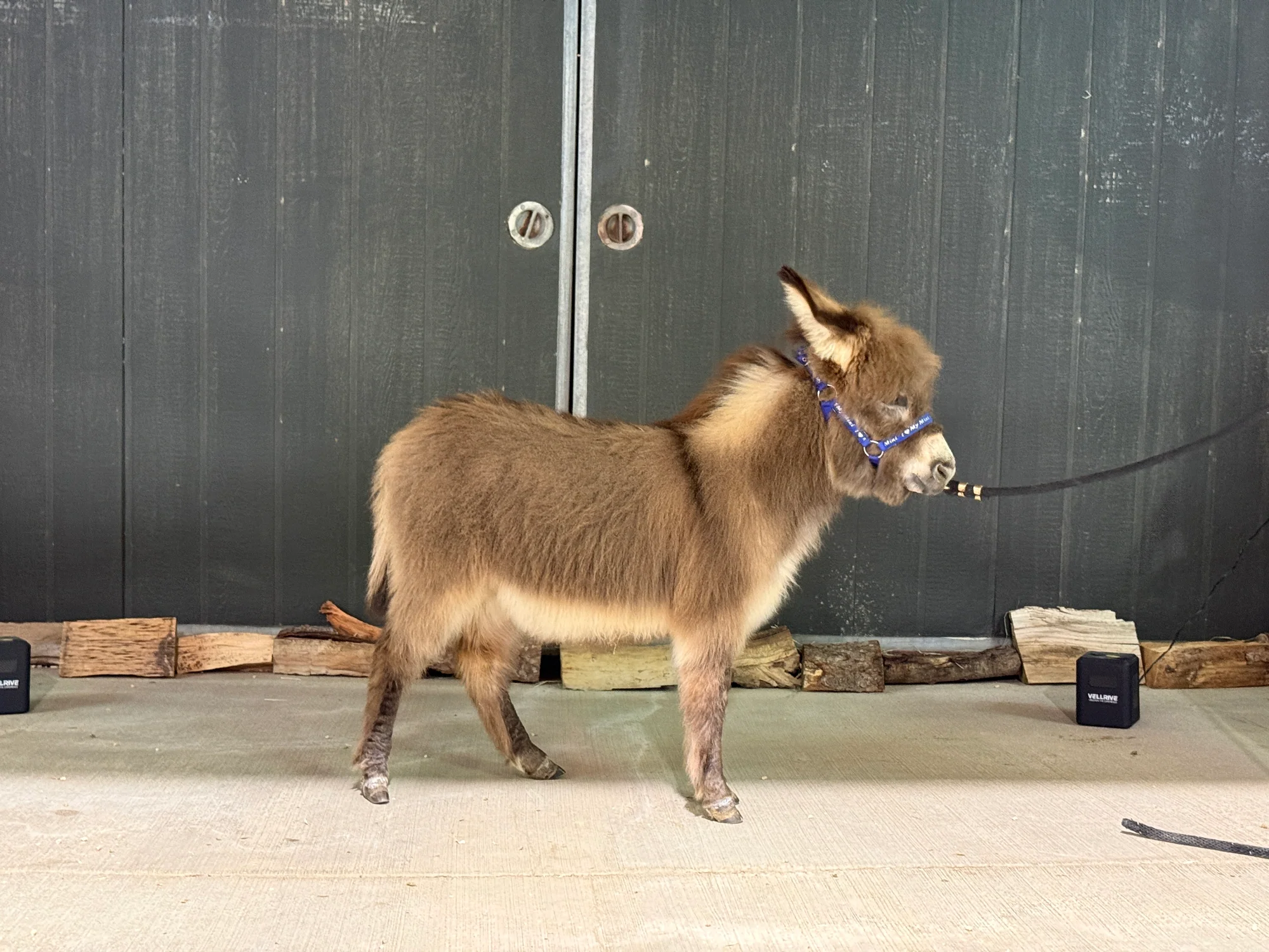 Pookie - Mini Jennet Donkey ($3,000) - Image 8