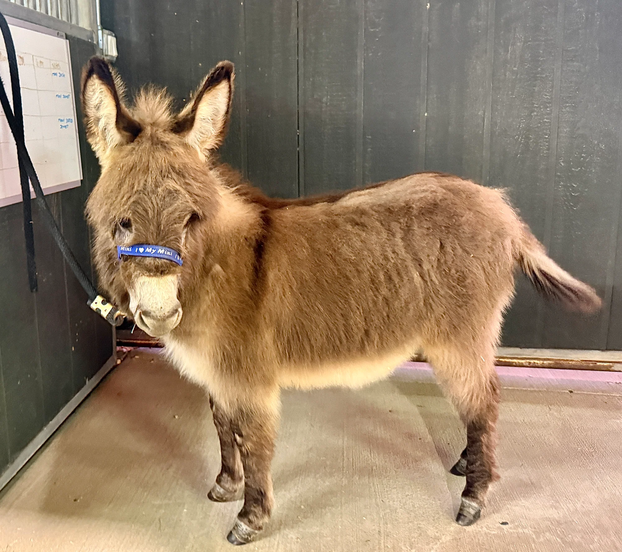 Pookie - Mini Jennet Donkey ($3,000) - Image 6