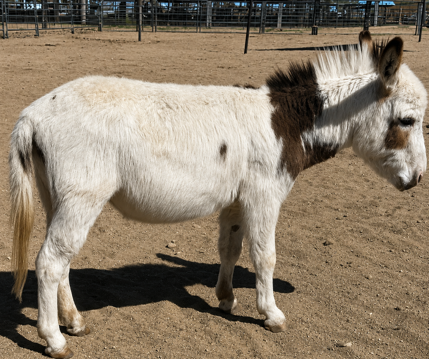 Pookie - Mini Jennet Donkey ($3,000) - Image 10