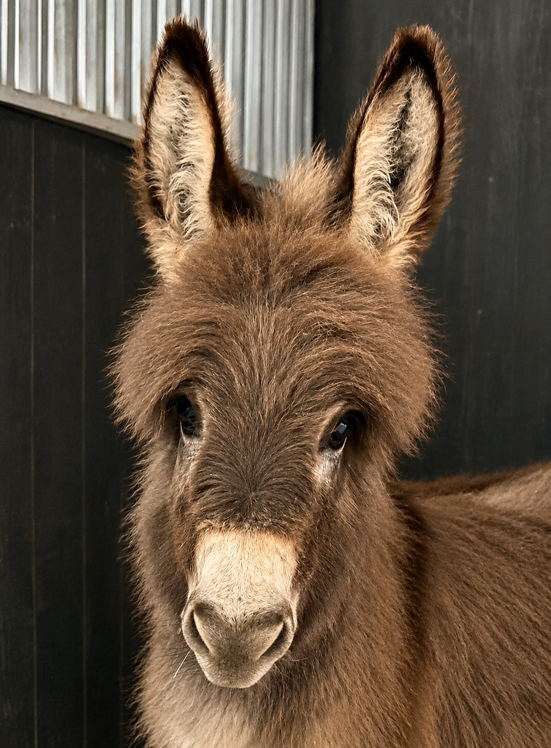 Pookie - Mini Jennet Donkey ($3,000) - Image 11
