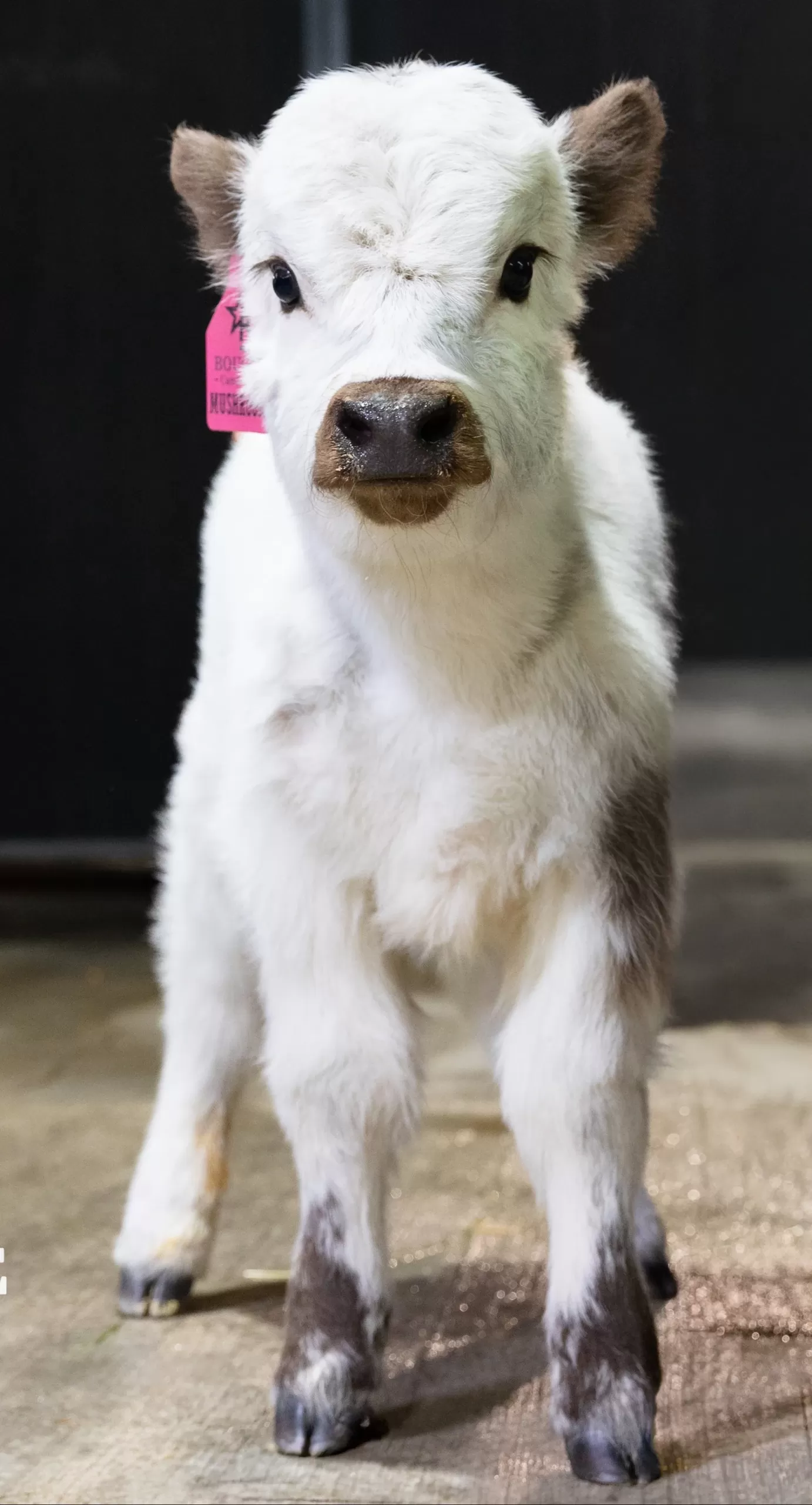Mushroom – Micro/Mini High-Park Heifer - Image 2