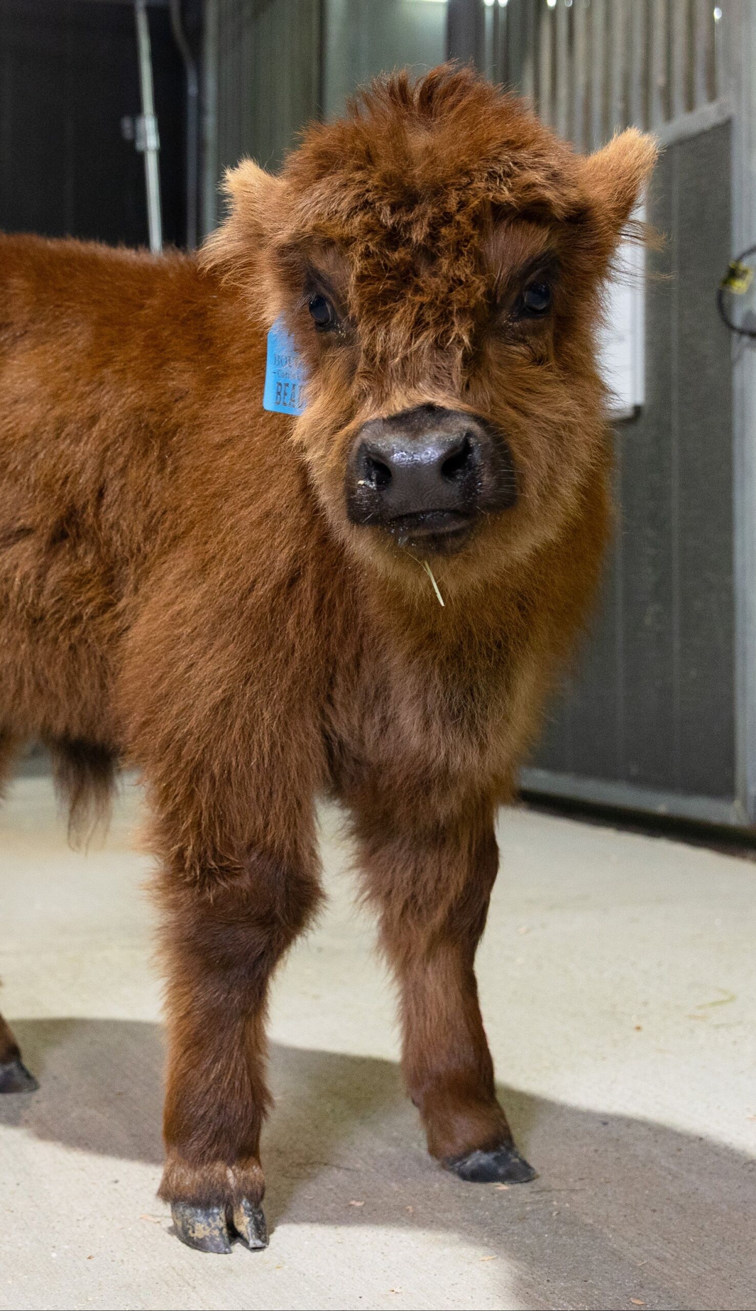 Beaufa – Mid Bull/Steer - Image 2