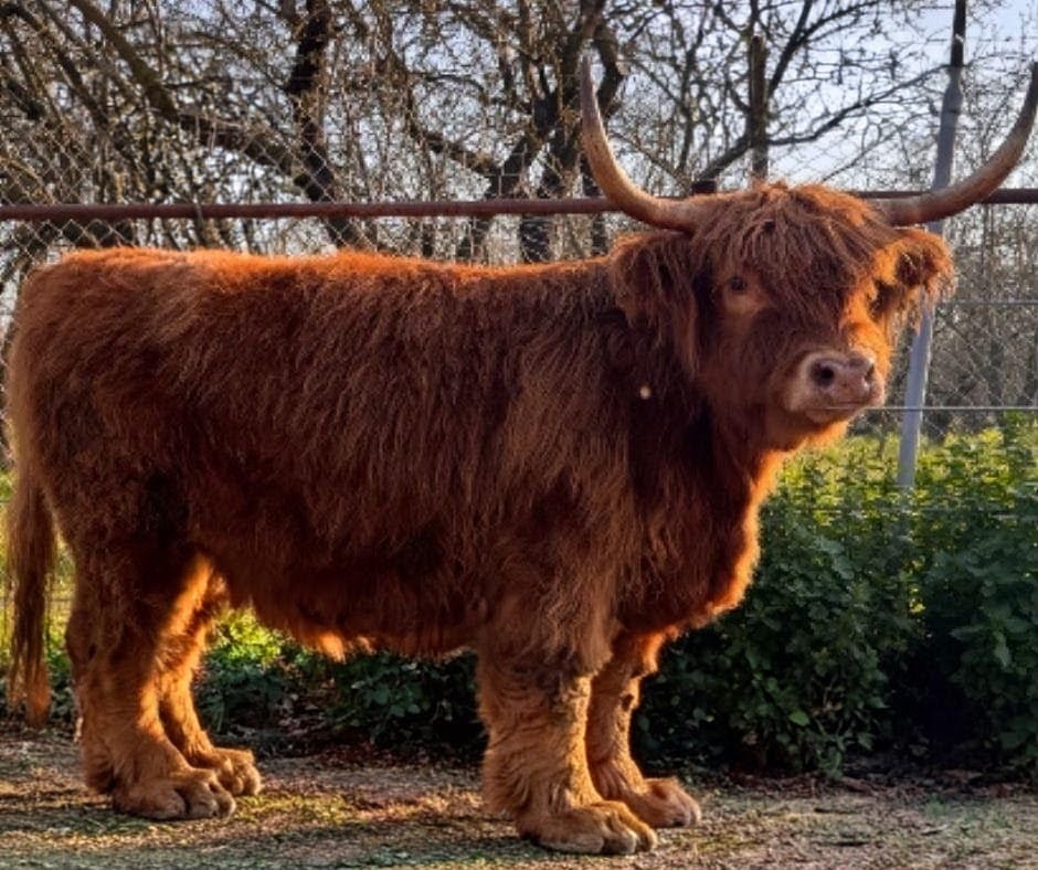 Chocolate – Mid-Size High Percentage Highland Bull/Steer - Image 6