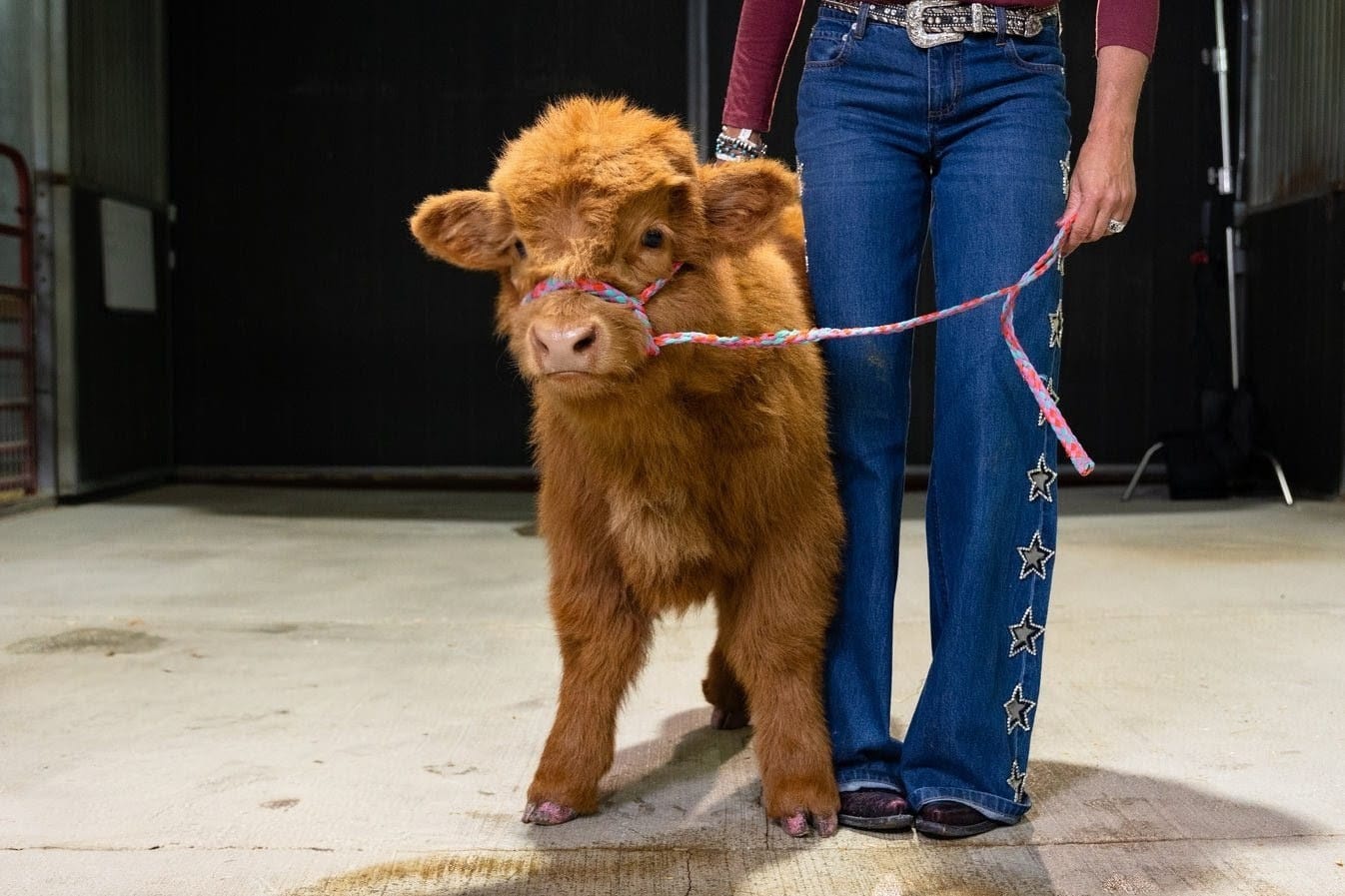 Chocolate – Mid-Size High Percentage Highland Bull/Steer - Image 7