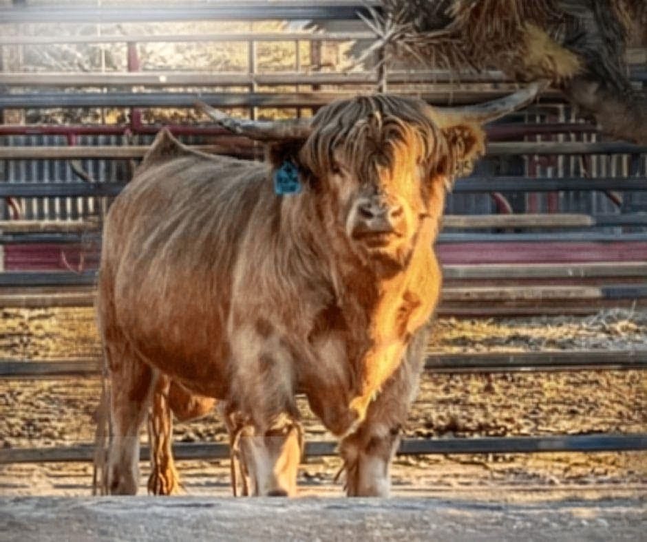 Chocolate – Mid-Size High Percentage Highland Bull/Steer - Image 8