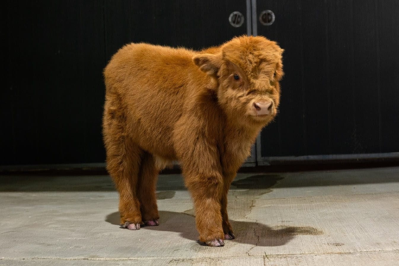 Chocolate – Mid-Size High Percentage Highland Bull/Steer - Image 3