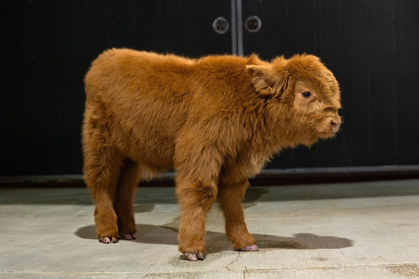 Chocolate – Mid-Size High Percentage Highland Bull/Steer - Image 9