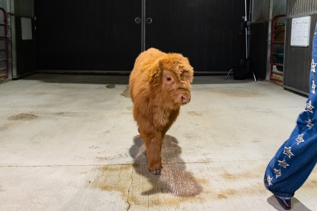 Chocolate – Mid-Size High Percentage Highland Bull/Steer - Image 4