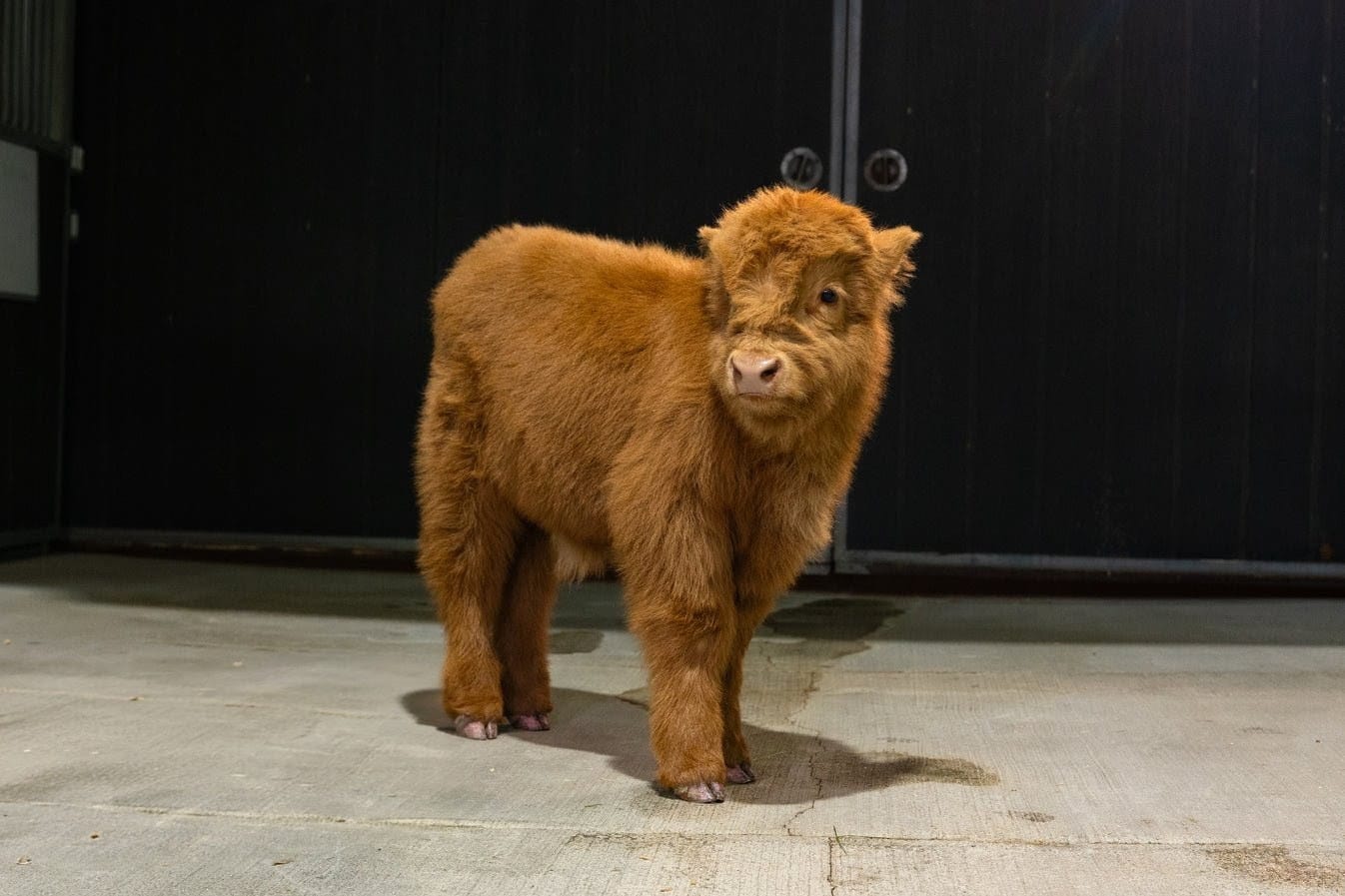 Chocolate – Mid-Size High Percentage Highland Bull/Steer - Image 5